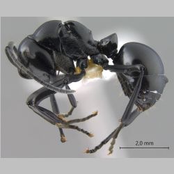 Polyrhachis boltoni Dorow & Kohout, 1995 lateral