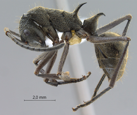 Polyrhachis calypso lateral