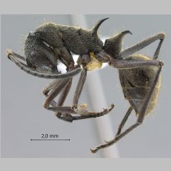 Polyrhachis calypso Forel, 1911 lateral