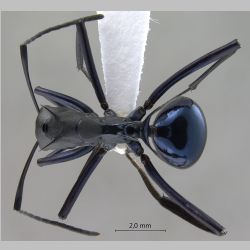 Polyrhachis chalybea Smith, 1857 dorsal