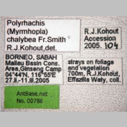 Polyrhachis chalybea Smith, 1857 label