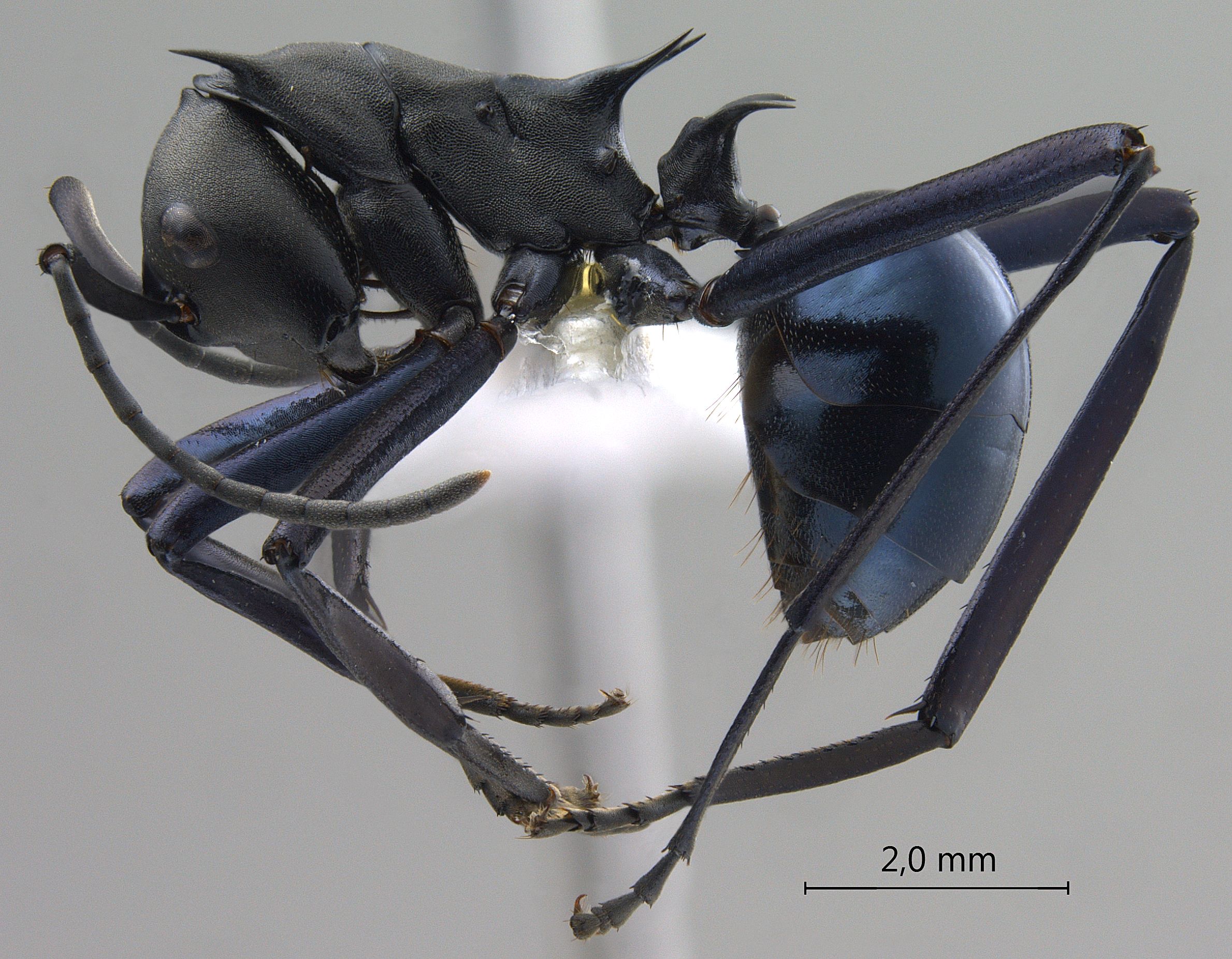 Polyrhachis chalybea lateral