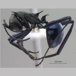 Polyrhachis chalybea Smith, 1857 lateral