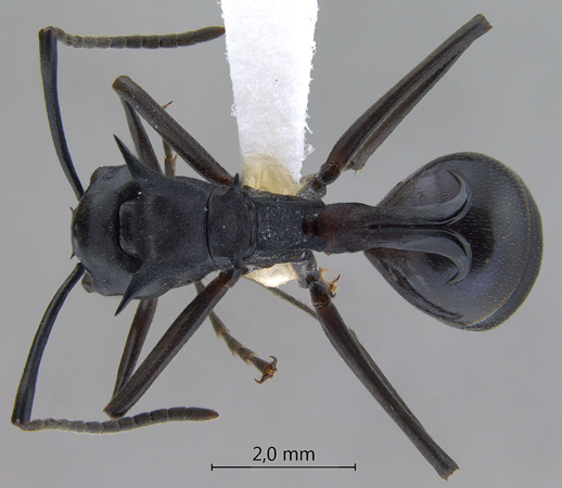 Polyrhachis craddocki dorsal