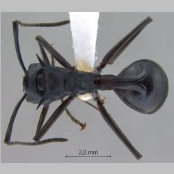 Polyrhachis craddocki Bingham, 1903 dorsal