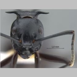 Polyrhachis craddocki Bingham, 1903 frontal