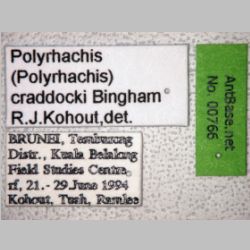 Polyrhachis craddocki Bingham, 1903 label