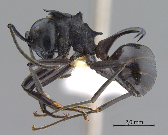 Polyrhachis craddocki lateral