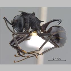 Polyrhachis craddocki Bingham, 1903 lateral