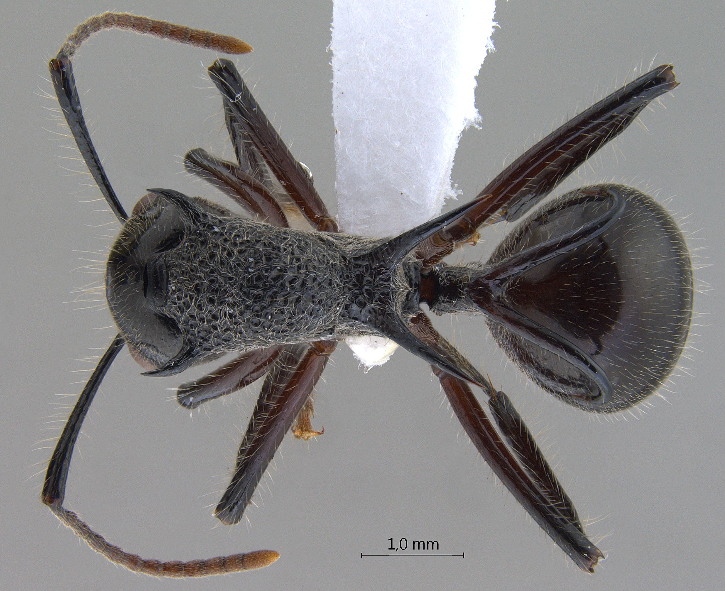 Polyrhachis furcata dorsal