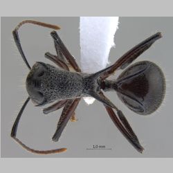 Polyrhachis furcata Smith, 1858 dorsal