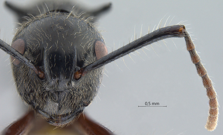 Polyrhachis furcata frontal