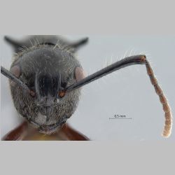 Polyrhachis furcata Smith, 1858 frontal