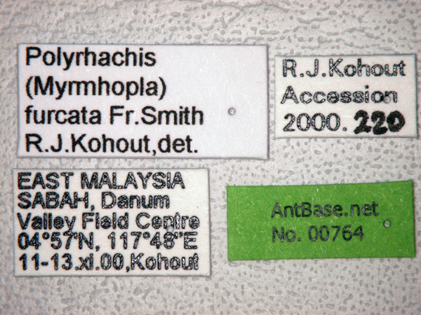Polyrhachis furcata label