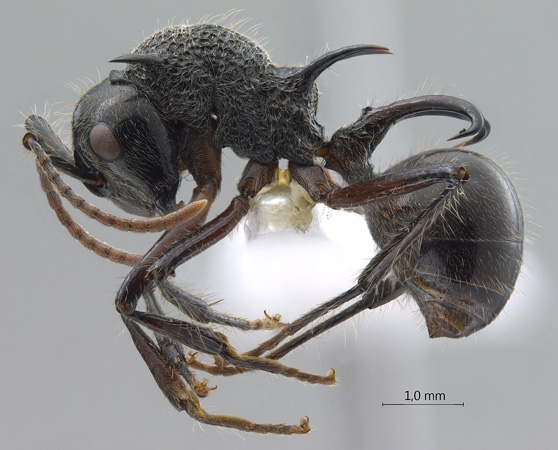 Polyrhachis furcata lateral