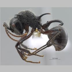 Polyrhachis furcata Smith, 1858 lateral