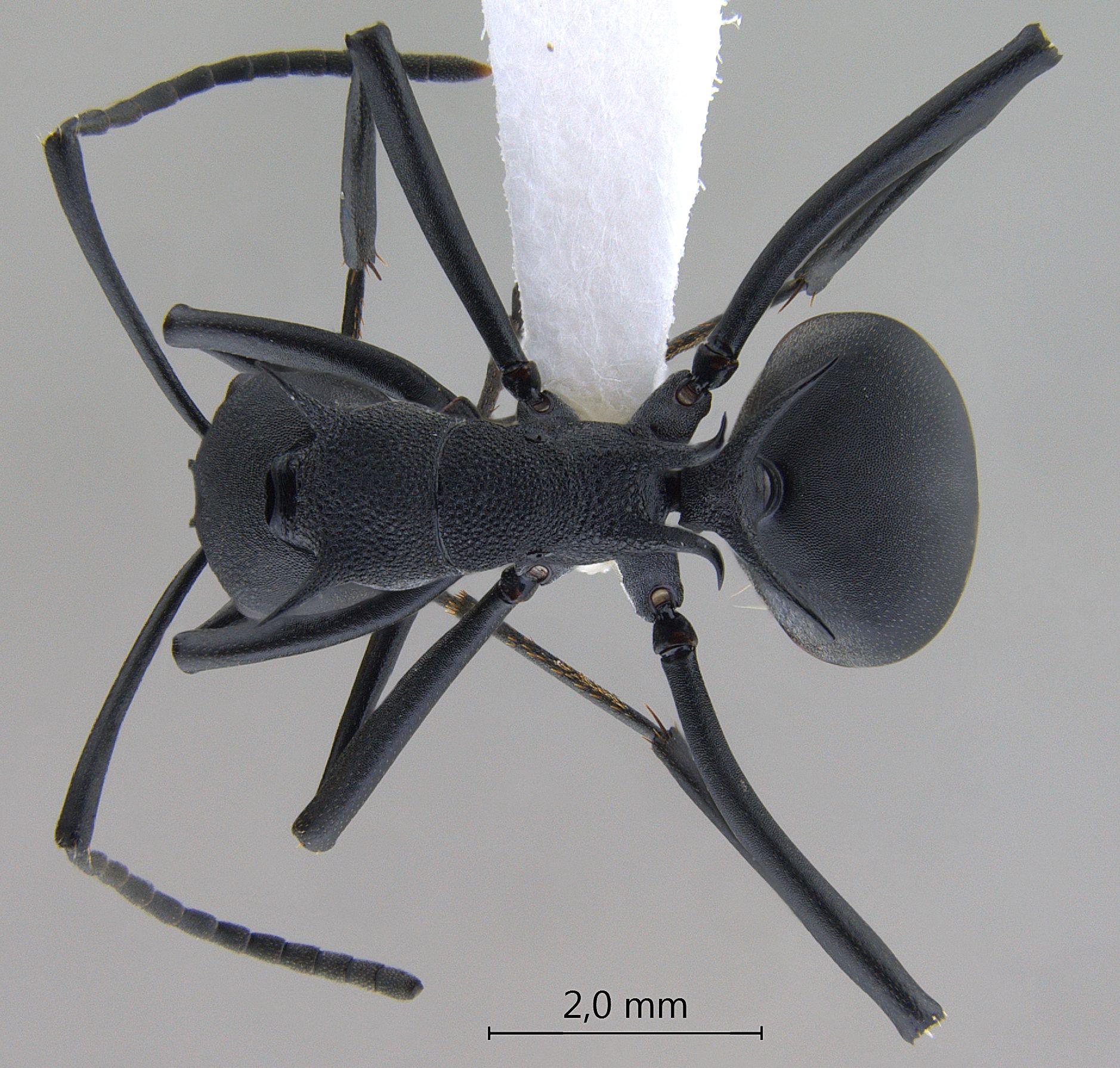 Polyrhachis hodgsoni dorsal