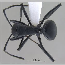 Polyrhachis hodgsoni Forel, 1902 dorsal