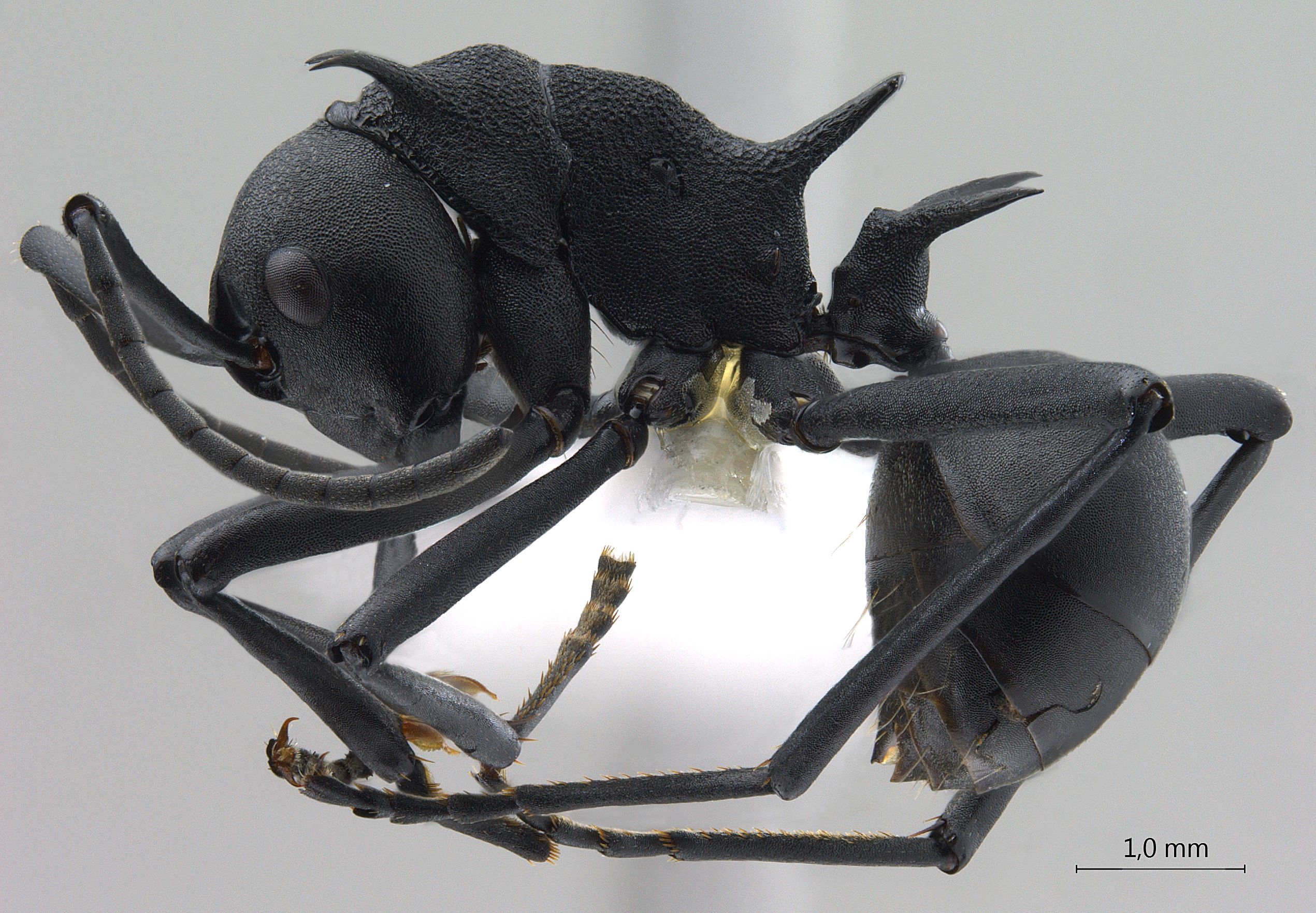 Polyrhachis hodgsoni lateral