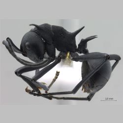 Polyrhachis hodgsoni Forel, 1902 lateral