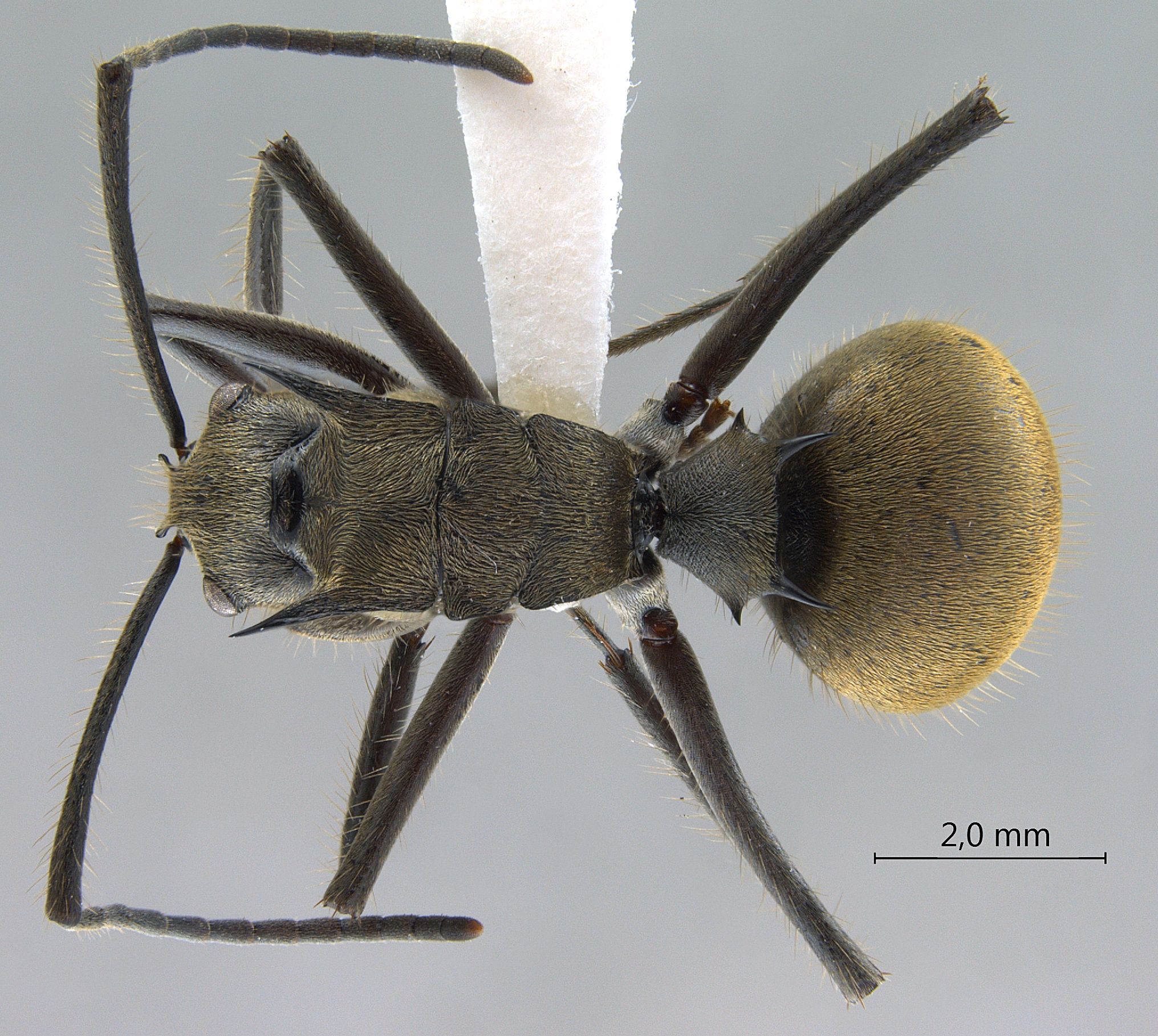 Polyrhachis illaudata dorsal