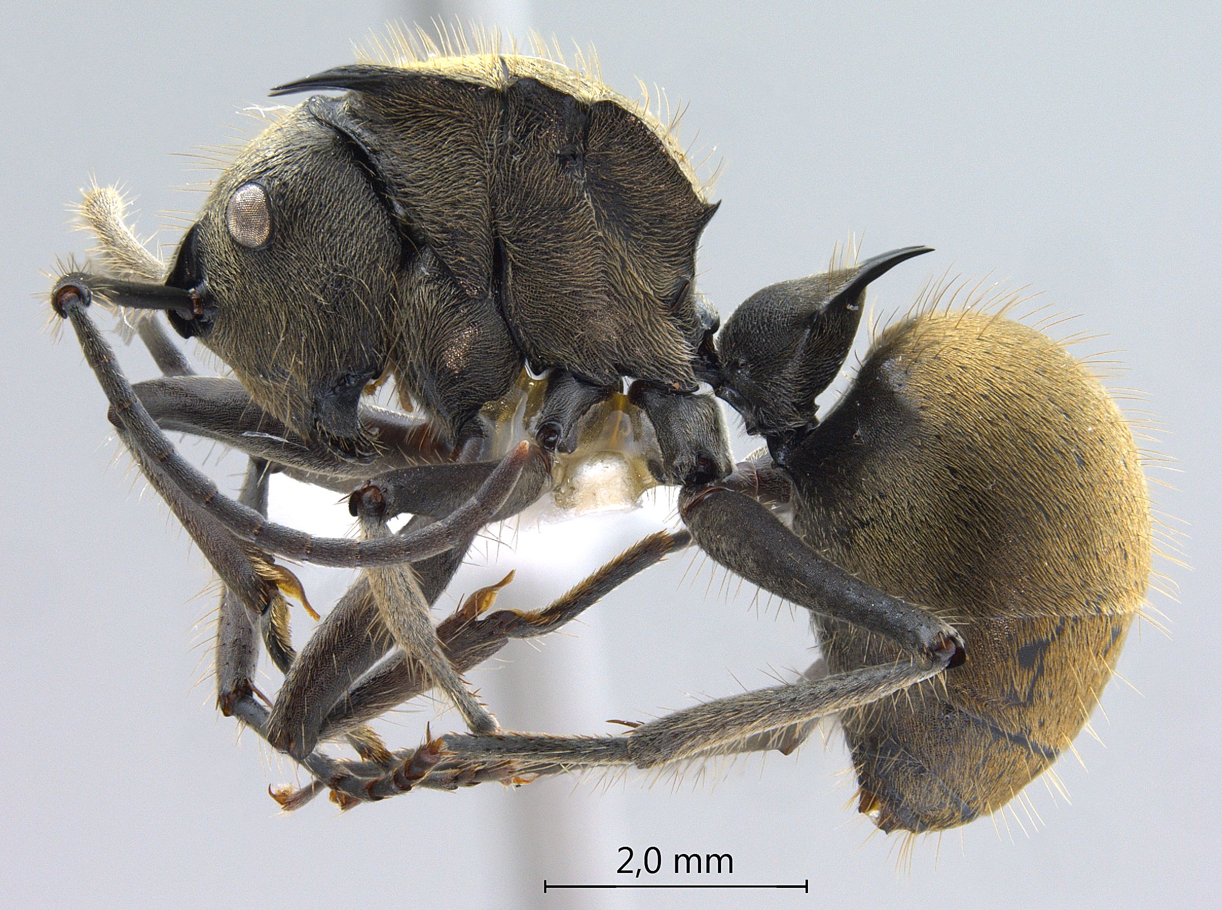 Polyrhachis illaudata lateral