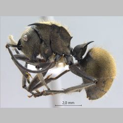 Polyrhachis illaudata Walker, 1859 lateral