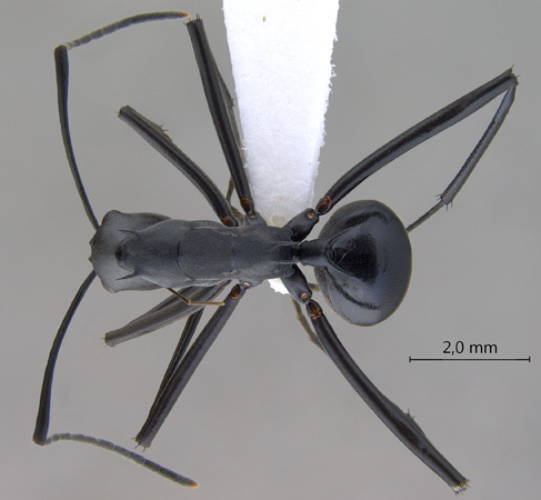 Polyrhachis muelleri dorsal