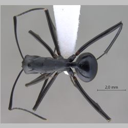 Polyrhachis muelleri Forel, 1893 dorsal