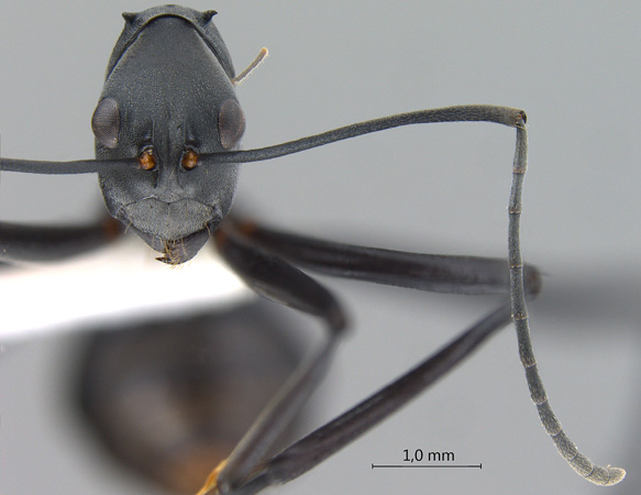 Polyrhachis muelleri frontal