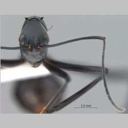 Polyrhachis muelleri Forel, 1893 frontal