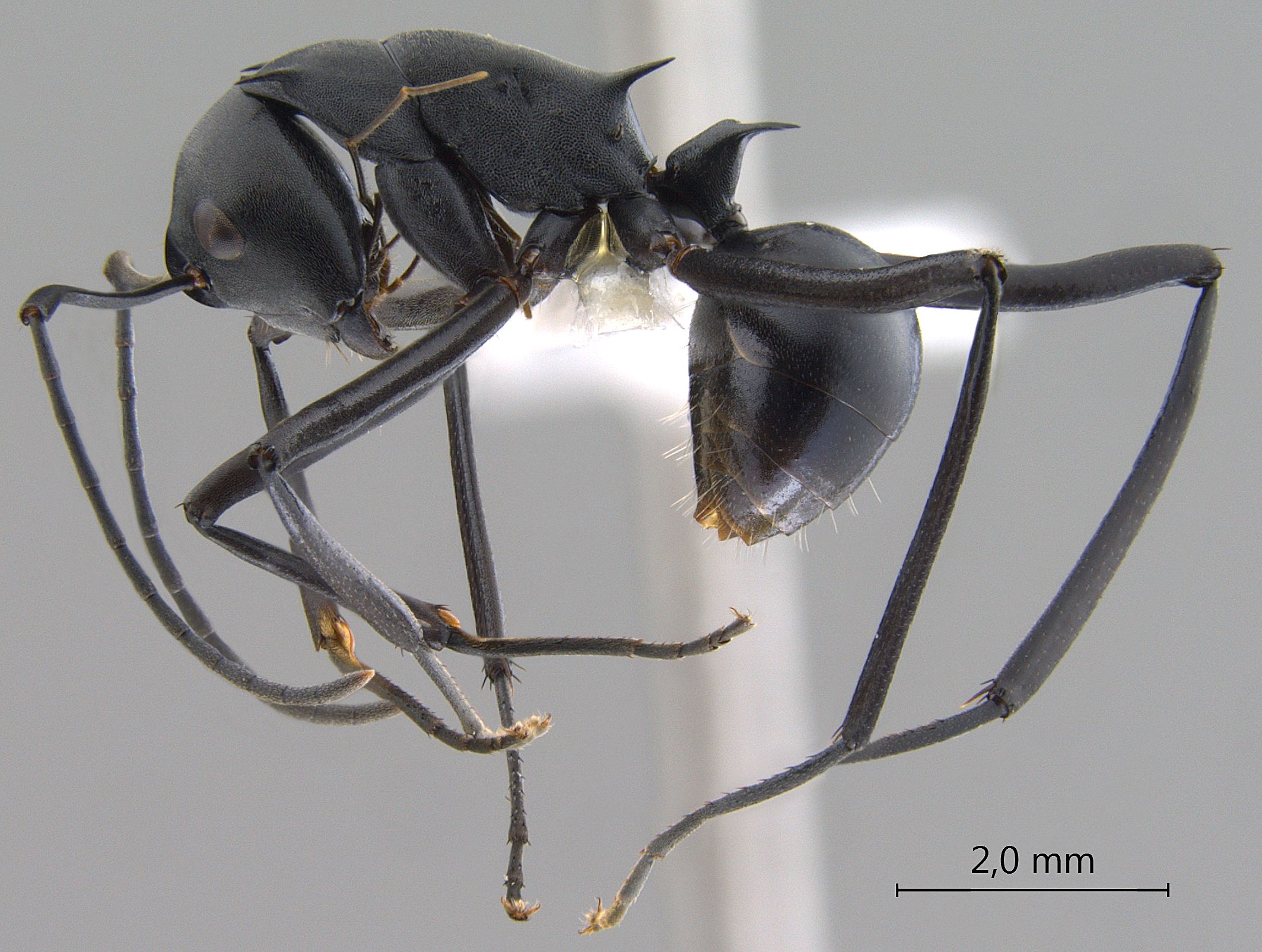 Polyrhachis muelleri lateral