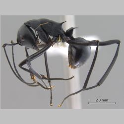 Polyrhachis muelleri Forel, 1893 lateral