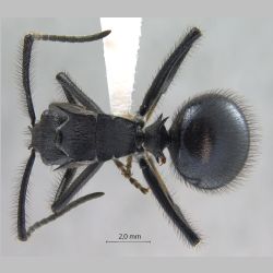 Polyrhachis nigropilosa Mayr, 1872 dorsal