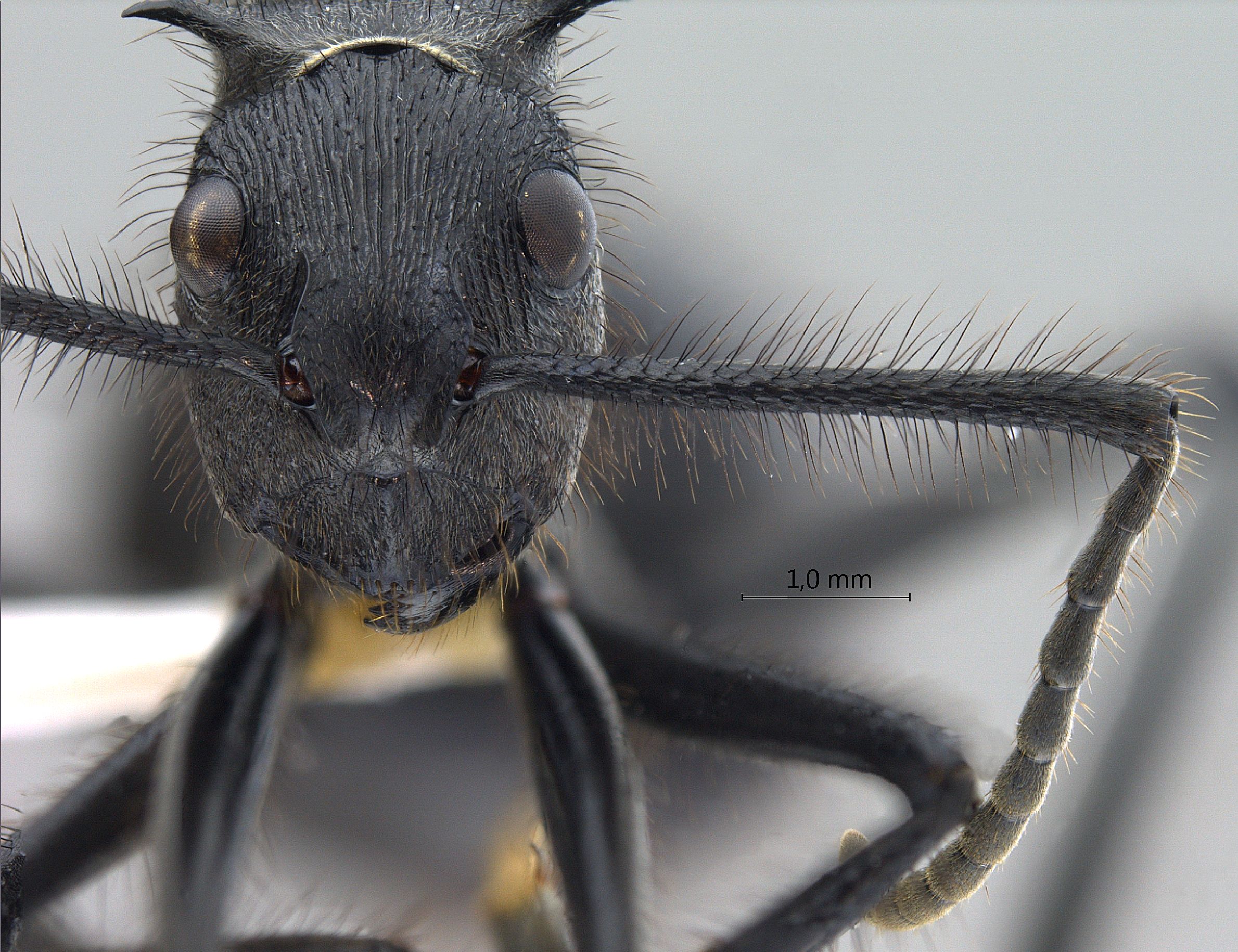 Polyrhachis nigropilosa frontal