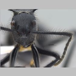 Polyrhachis nigropilosa Mayr, 1872 frontal