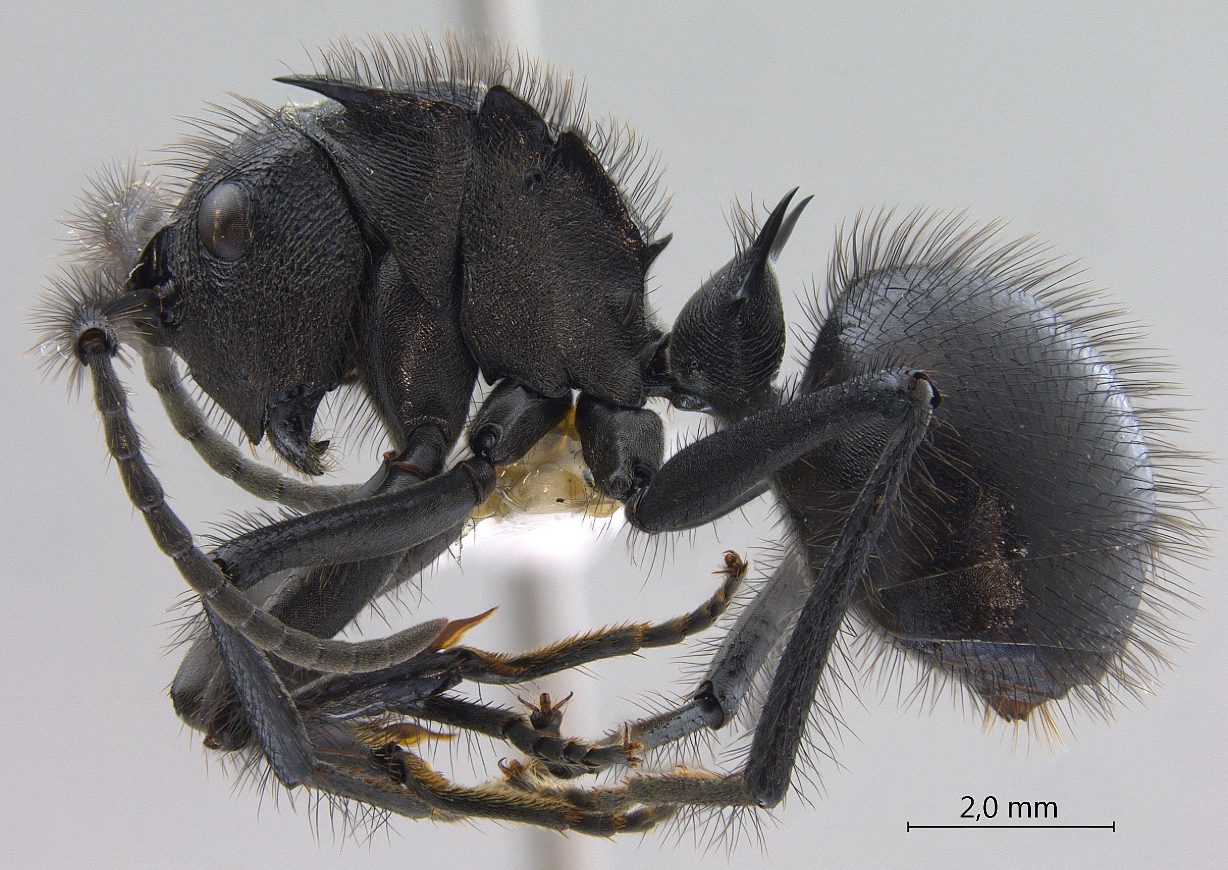 Polyrhachis nigropilosa lateral