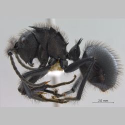 Polyrhachis nigropilosa Mayr, 1872 lateral