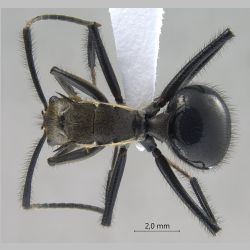 Polyrhachis noesaensis Forel, 1915 dorsal