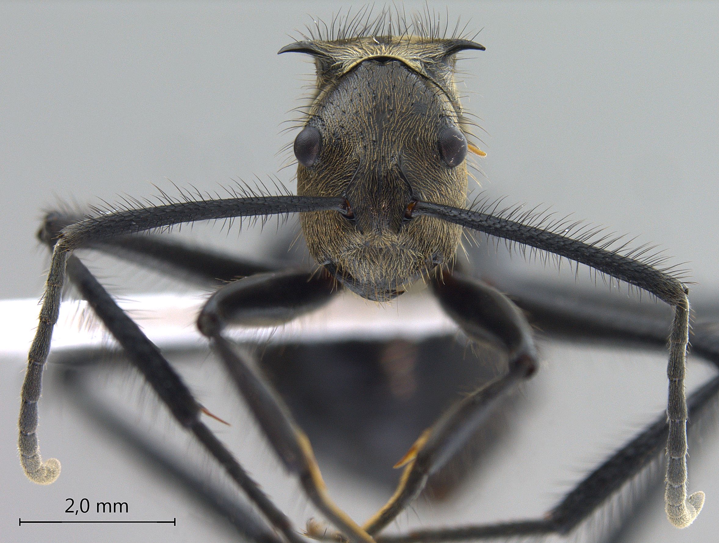 Polyrhachis noesaensis frontal