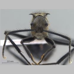 Polyrhachis noesaensis Forel, 1915 frontal