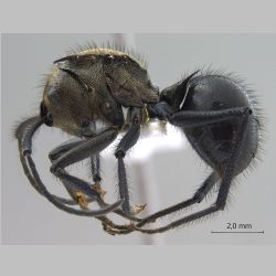 Polyrhachis noesaensis Forel, 1915 lateral