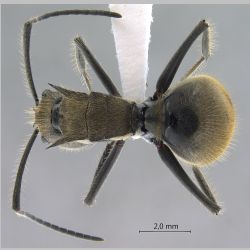 Polyrhachis obesior Viehmeyer, 1916 dorsal