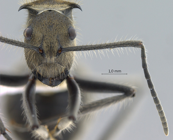 Polyrhachis obesior frontal