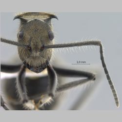 Polyrhachis obesior Viehmeyer, 1916 frontal