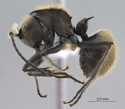 Polyrhachis obesior lateral