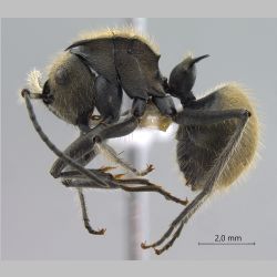 Polyrhachis obesior Viehmeyer, 1916 lateral