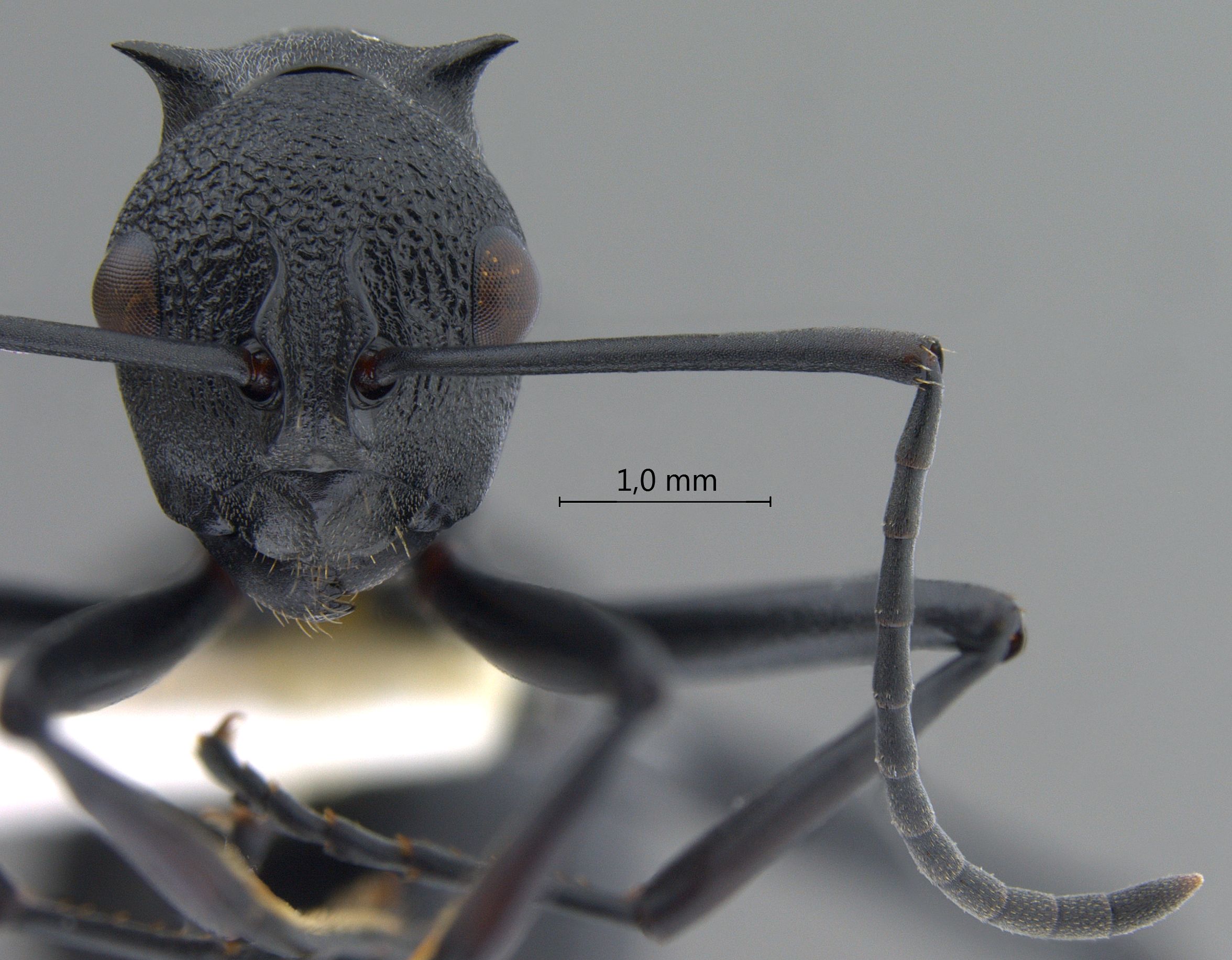 Polyrhachis personata frontal