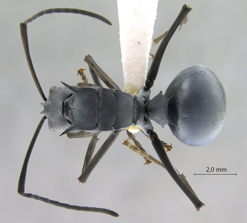 Polyrhachis pruinosa dorsal