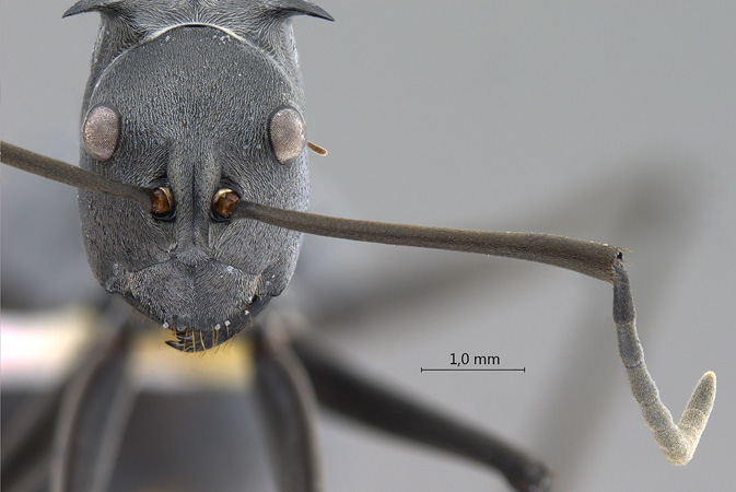 Polyrhachis pruinosa frontal